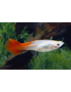 Poecilia Reticulatus Red Blond (F) 3,5-4cm