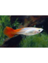Poecilia Reticulatus Red Blond (F) 3,5-4cm