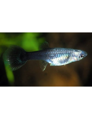 Poecilia Reticulatus Tuxedo (F) 3,5-4cm
