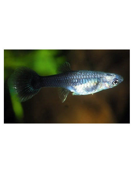 Poecilia Reticulatus Tuxedo (F) 3,5-4cm