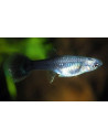 Poecilia Reticulatus Tuxedo (F) 3,5-4cm
