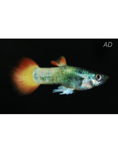 Poecilia Reticulatus Tuxedo Neon Flame (M)3,5-4CM
