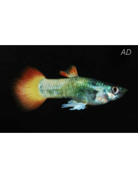 Poecilia Reticulatus Tuxedo Neon Flame (M)3,5-4CM