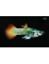 Poecilia Reticulatus Tuxedo Neon Flame (M)3,5-4CM