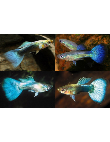 Poecilia Reticulatus Blue Mix 3,5-4cm