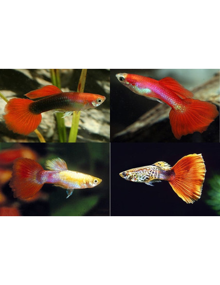 Poecilia Reticulatus Red Mix (M) 3,5-4cm
