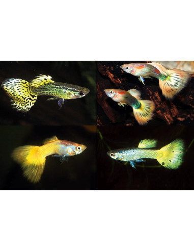 Poecilia Reticulatus Geel Mix (M) 3,5-4cm