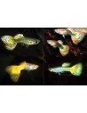 Poecilia Reticulatus Geel Mix (M) 3,5-4cm