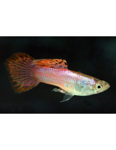 Guppy Pink mâle (Poecilia reticulata Pink) 3,5-4cm