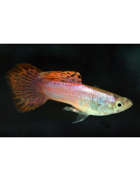 Guppy Pink mâle (Poecilia reticulata Pink) 3,5-4cm