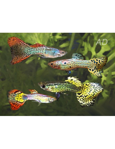 Poecilia Reticulatus Snakeskin Mix (M) 3,5-4cm