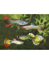 Poecilia Reticulatus Snakeskin Mix (M) 3,5-4cm