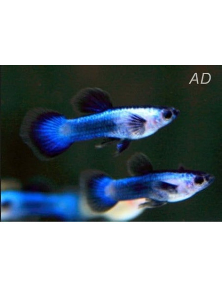 Endler Blue Panda (Poecilia wingei Blue Panda) 1,5-2cm