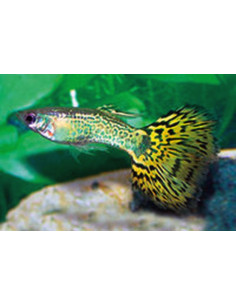Poecilia Reticulatus Green Cobra (M) 3,5-4cm