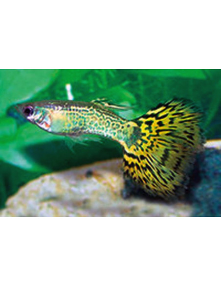 Poecilia Reticulatus Green Cobra (M) 3,5-4cm