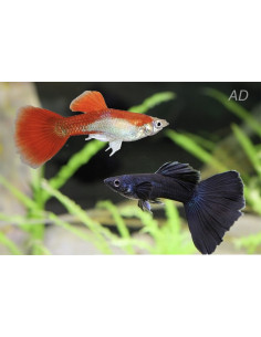 Poecilia Reticulatus Mix Black & Red (M) 3,5-4cm