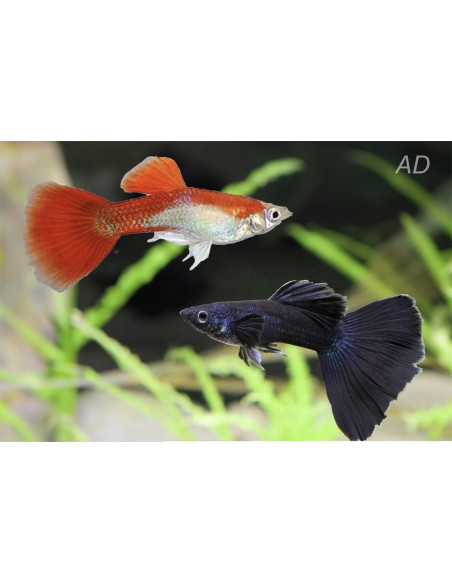 Poecilia Reticulatus Mix Black & Red (M) 3,5-4cm