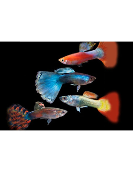 Guppy Mix mâle (Poecilia reticulata Mix) 3,5-4cm