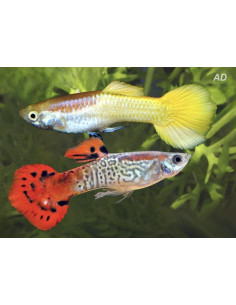 Poecilia Reticulatus Mix Pinky Shine (M) 3,5-4cm
