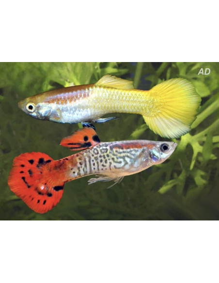 Poecilia Reticulatus Mix Pinky Shine (M) 3,5-4cm