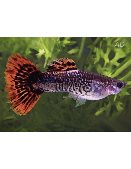 Poecilia Reticulatus Red Cobra (M) 3,5-4cm