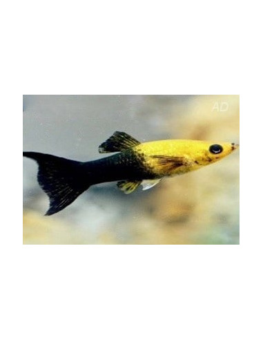 Poecilia Sphenops Gold-Black Yucatan Lyretail 3,5-4,5cm