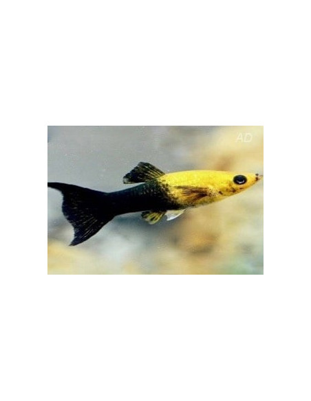 Poecilia Sphenops Gold-Black Yucatan Lyretail 3,5-4,5cm