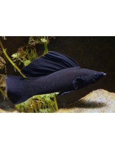 Molly noire Yucatan (Poecilia sphenops Black Yucatan) 3,5-4,5cm