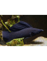 Molly noire Yucatan (Poecilia sphenops Black Yucatan) 3,5-4,5cm