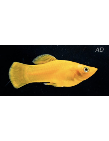 Poecilia Sphenops Gold Yucatan 3,5-4,5cm