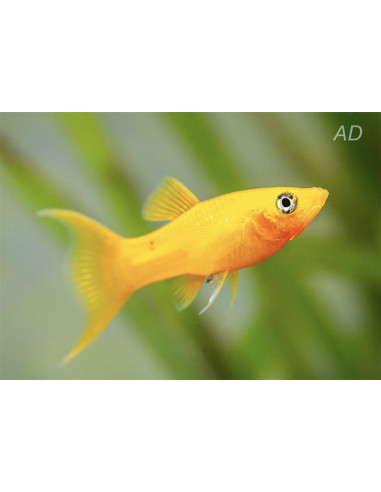 Poecilia Sphenops Gold Yucatan Lyretail 3,5-4,5cm