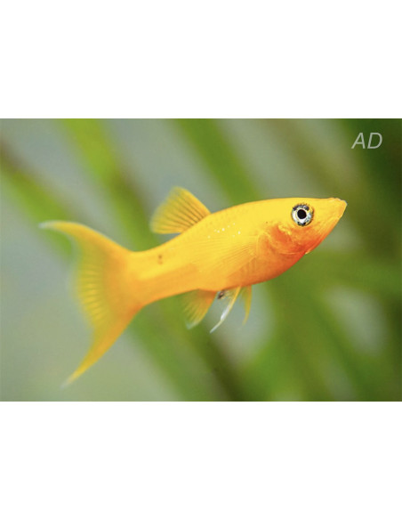 Poecilia Sphenops Gold Yucatan Lyretail 3,5-4,5cm