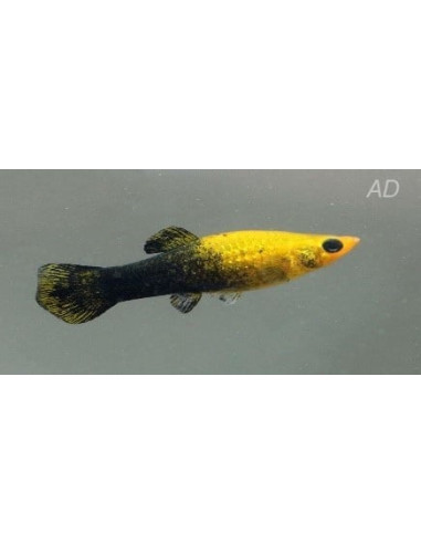 Molly sphenops Gold-Black (Poecilia sphenops Gold-Black Yucatan) 3,5-4,5cm