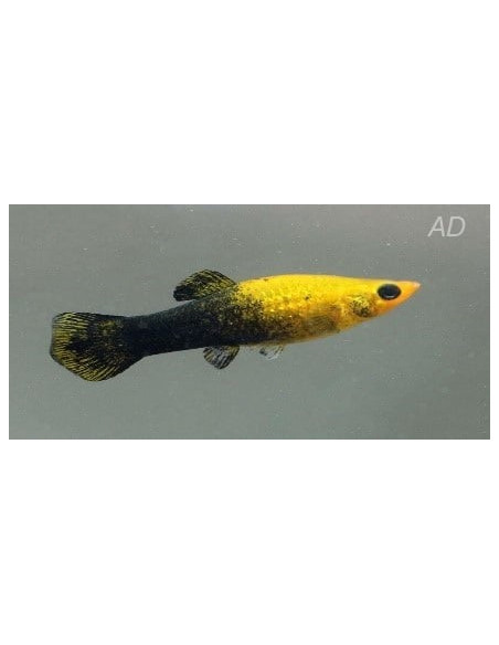 Molly sphenops Gold-Black (Poecilia sphenops Gold-Black Yucatan) 3,5-4,5cm