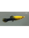 Poecilia Sphenops Gold-Black Yucatan 3,5-4,5cm