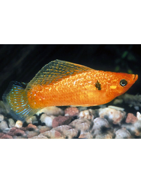Molly sphenops Yucatan Mix (Poecilia sphenops Yucatan Mix) 3,5-4,5cm