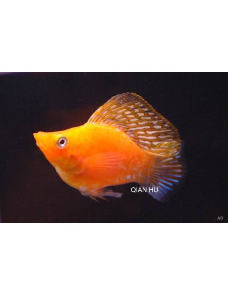 Poecilia Latipinna Ballon Mixed 2,5-3cm