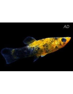 Poecilia Latipinna Gold Spotted 4-5cm