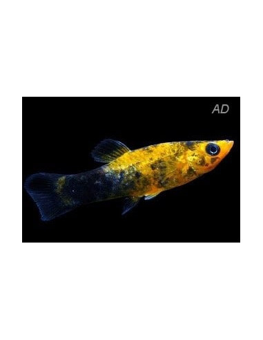 Poecilia Latipinna Gold Spotted 4-5cm