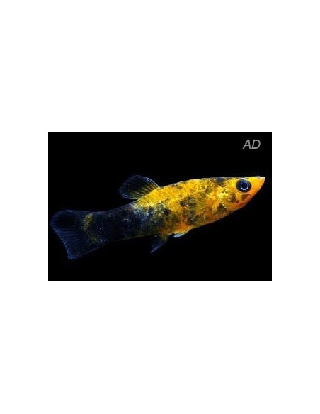 Poecilia Latipinna Gold Spotted 4-5cm