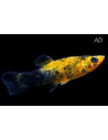 Poecilia Latipinna Gold Spotted 4-5cm