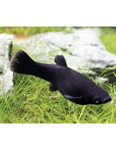 Molly latipinna Black Molly (Poecilia latipinna Black Molly) 4-5cm