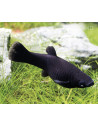 Molly latipinna Black Molly (Poecilia latipinna Black Molly) 4-5cm