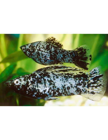 Velifera dalmatien (Poecilia velifera Dalmatiër) 4-5cm