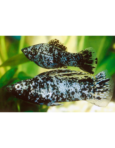 Velifera dalmatien (Poecilia velifera Dalmatiër) 4-5cm