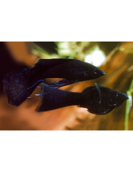 Molly latipinna Black Molly Lyretail (Poecilia latipinna Black Molly Lyretail) 4-5cm