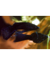 Poecilia Latipinna Black Molly Lyretail 4-5cm