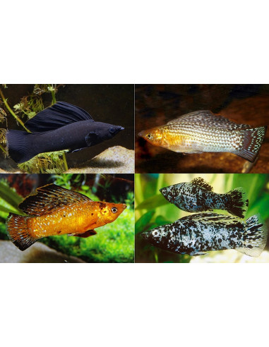 Poecilia Velifera Mix 4-5cm