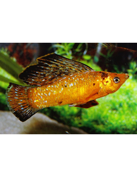 Poecilia Velifera Red Leopard 4-5cm