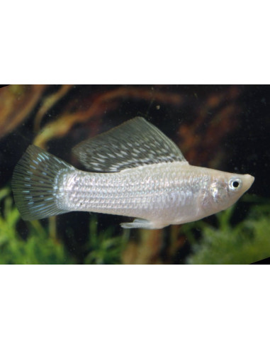 Molly velifera Silver (Poecilia velifera Silver) 4-5cm